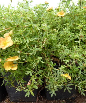 Fünffingerstrauch orangerot (Potentilla fruticosa ‚Red Ace‘), topfgewachsen