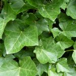 Efeu Hedera Hibernica Laub