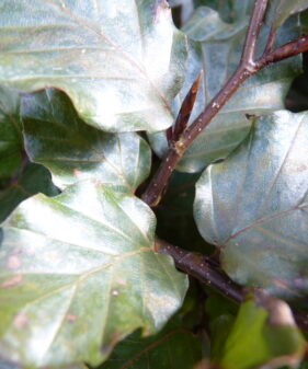 Blutbuche (Fagus sylvatica ‚purpurea‘)