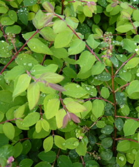 Niedrige Purpurbeere (Symphoricarpos chenaultii ‚Hancock‘) mit Topfballen