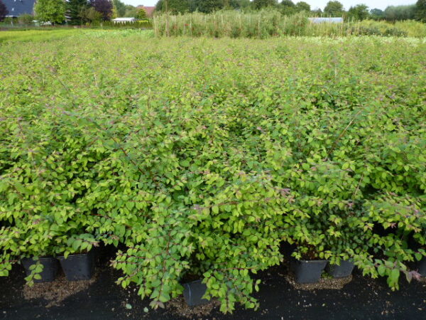 Niedrige Purpurbeere (Symphoricarpos chenaultii ‚Hancock‘) mit Topfballen