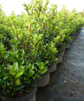 Stechpalme Ilex Heckenstar im Pflanzenbeet Stechpalme ‚Heckenstar‘ (Ilex Heckenstar), topfgewachsen