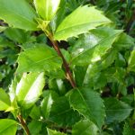 Stechpalme 'Heckenstar' (Ilex Heckenstar), topfgewachsen - 40-bis-60