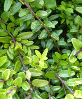 Heckenmyrthe ‚Elegant‘ (Lonicera nitida ‚Elegant‘), topfgewachsen
