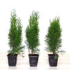 Smaragd Lebensbaum (Thuja occidentalis smaragd) - 40-bis-60 - ca-1-liter