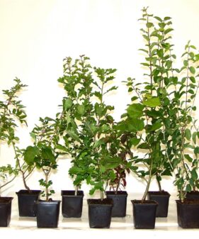 100 Klimabäume im 1L Topf, 60-100 cm groß