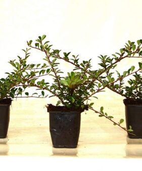 Zwergmispel Eichholz (Cotoneaster dammeri ‚Eichholz‘)