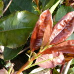 Rote Glanzmispel (Photinia fraseri 'Red Robin') - ca-3-liter - 40-bis-60
