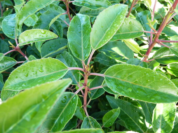 Portugiesischer Kirschlorbeer (Prunus lusitanica ‚Angustifolia‘)