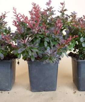 Rote Zwergberitze Berberis thunbergii_Atropurpurea_Nana Kleine Blutberberitze (Berberis thunbergii ‚Atropurpurea Nana‘), topfgewachsen