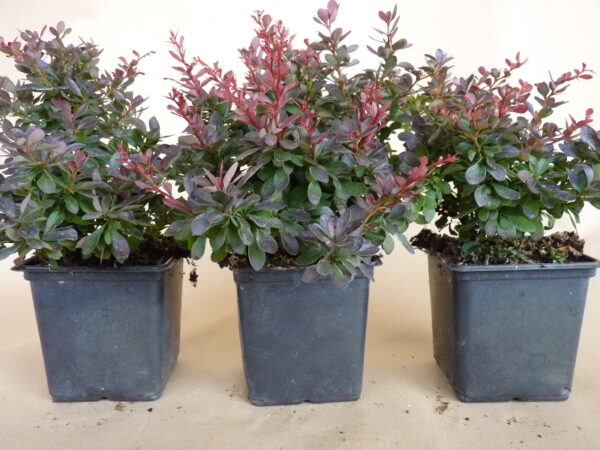 Kleine Blutberberitze (Berberis thunbergii ‘Atropurpurea Nana’), topfgewachsen