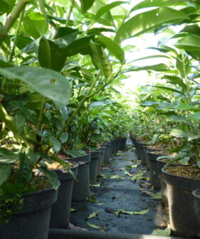 Säulenkirschlorbeer Genolia in unserer Baumschule Säulen-Kirschlorbeer Genolia (Prunus laurocerasus Genolia®)