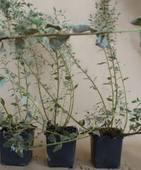 Silber-Kriechweide (Salix repens argentea), topfgewachsen