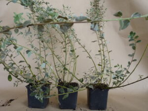 Silber-Kriechweide (Salix repens argentea), topfgewachsen