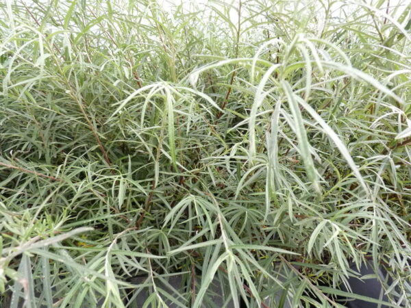 Rosmarinweide (Salix rosmarinifolia), topfgewachsen