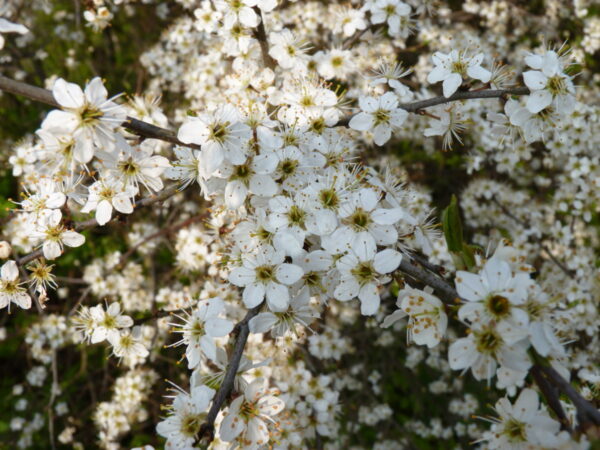 Schlehe (Prunus Spinosa), topfgewachsen