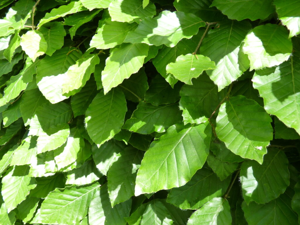 Heckenpflanzen Rotbuche (Fagus), günstig kaufen, jetzt pflanzen