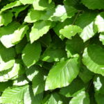 Rotbuche (Fagus sylvatica), topfgewachsen - 30-bis-50 - ca-1-liter