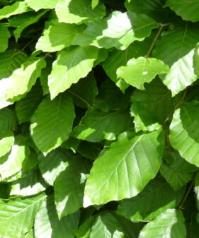 Rotbuche (Fagus sylvatica), topfgewachsen