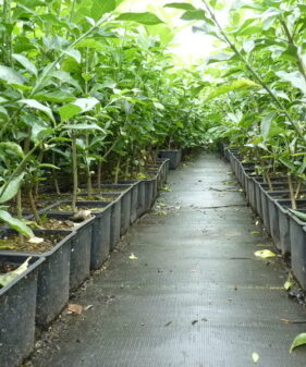 Gewöhnliches Pfaffenhütchen (Euonymus europaeus), topfgewachsen