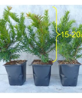 Kisseneibe / Tafeleibe Repandens im P9 Topf, 15-20 cm gro0 Kissen-Eibe (Tafeleibe, Taxus baccata repandens), topfgewachsen