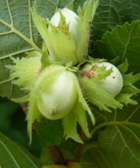 Haselnuss (Corylus Avellana), topfgewachsen