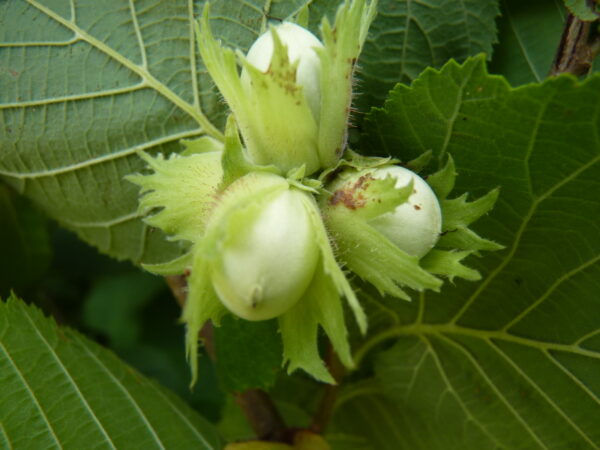 Haselnuss (Corylus Avellana), topfgewachsen