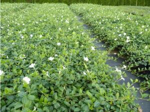 Kleines Weißes Immergrün - Vinca Minor Alba Bodendecker im BeetP9 Topf