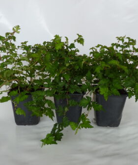 Zwerg-Kranzspiere_ Incisa Crispa im P9 Topf Zwerg-Kranzspiere (Stephanandra incisa ‚Crispa‘), topfgewachsen