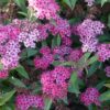Rote Sommerspiere (Spiraea bumalda ‚Anthony Waterer‘)