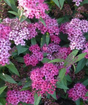 Rote Sommerspiere (Spiraea bumalda ‚Anthony Waterer‘)