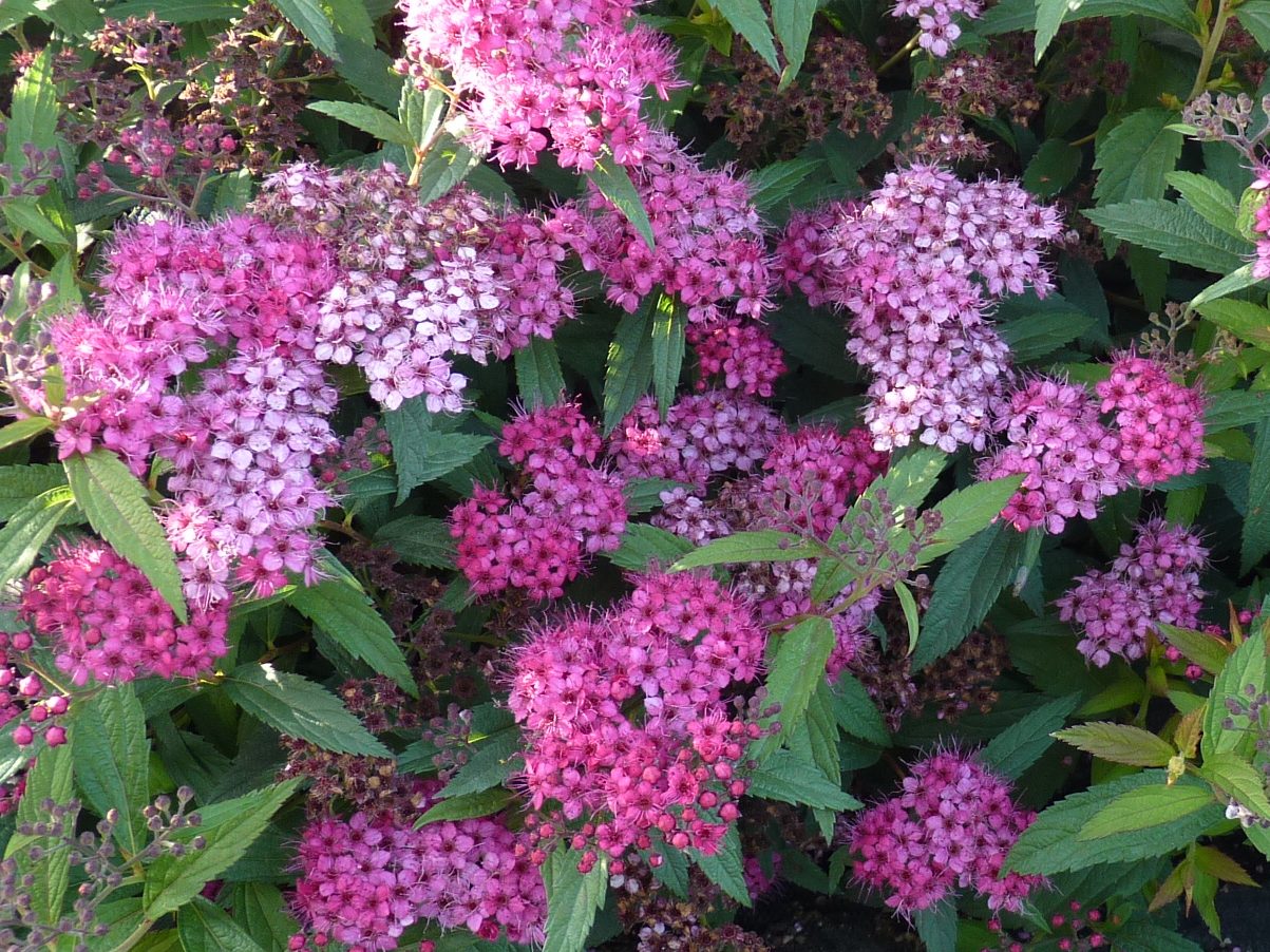 Blüte von der Roten Sommerspiere Spiraea Anthony Waterer