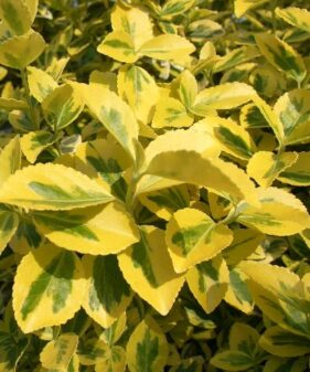 Gelbbunter Spindelstrauch (Euonymus fortunei ‚emerald gold‘)