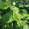 Hainbuche (Carpinus betulus)