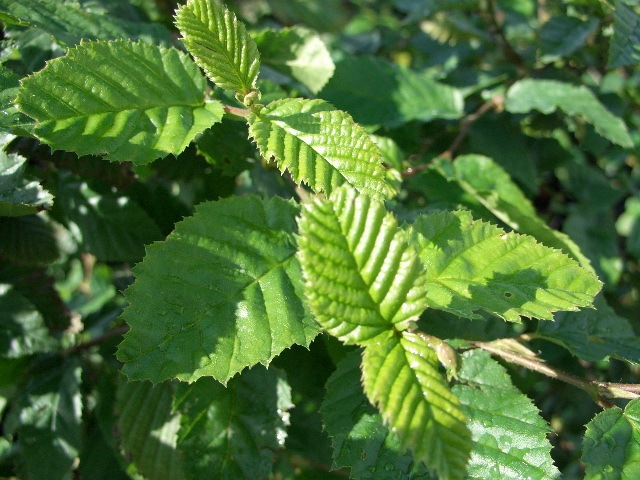 Hainbuche Carpinus frisches Laub