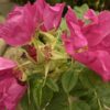 Kartoffelrose (Rosa rugosa), topfgewachsen - 30-bis-40