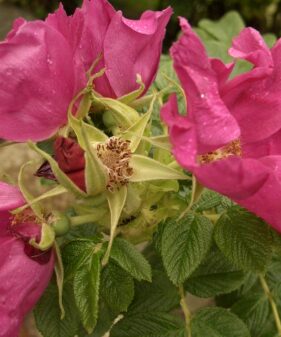 Rosa Rugosa rosa-rote Blüte