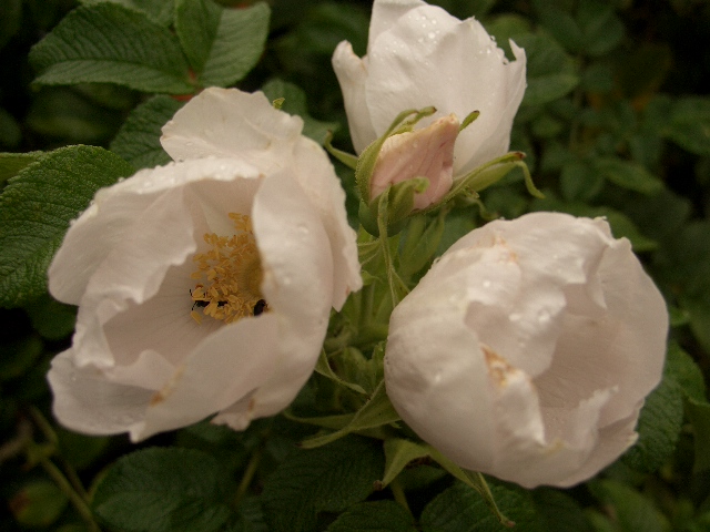 Wildrose /"Sylter Rose/" im 4-Liter-Topf Weiße Kartoffelrose Rosa rugosa alba