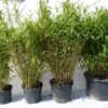 Super Jumbo-Bambus (Bambus Fargesia murielae Super Jumbo), topfgewachsen - 100-bis-125 - ca-75-liter