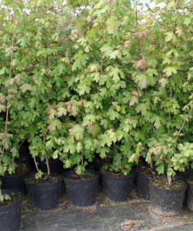 Feldahorn (Acer Campestre), Topfware