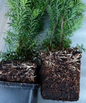 Bechereibe taxus media hillii, gute Bewurzelung sichert das Anwachsen Männliche Bechereibe (Taxus Media hillii)