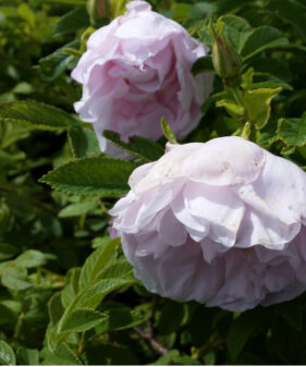 Bodendeckerrose ‚Dagmar Hastrup‘ (Rosa rugosa ‚Dagmar Hastrup‘)