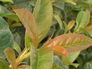 Kirschlorbeer ‚Etna‘ (Prunus laurocerasus Etna), topfgewachsen