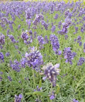 Lavendel ‚Hidcote Blue‘ (Lavandula angustifolia ‚Hidcote Blue‘)