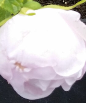 Bodendeckerrose ‚Schneekoppe‘ (Rosa rugosa ‚Schneekoppe‘)