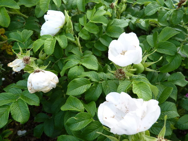Weiße Kartoffelrose (Rosa rugosa ‚alba‘)