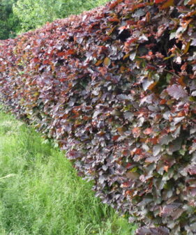 Blutbuche (Fagus sylvatica ‚purpurea‘)