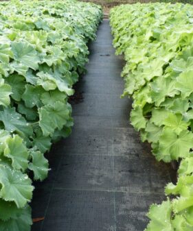 Bodendecker „Frauenmantel“, Alchemilla mollis  in unserem Baumschulbeet Frauenmantel (Alchemilla mollis)