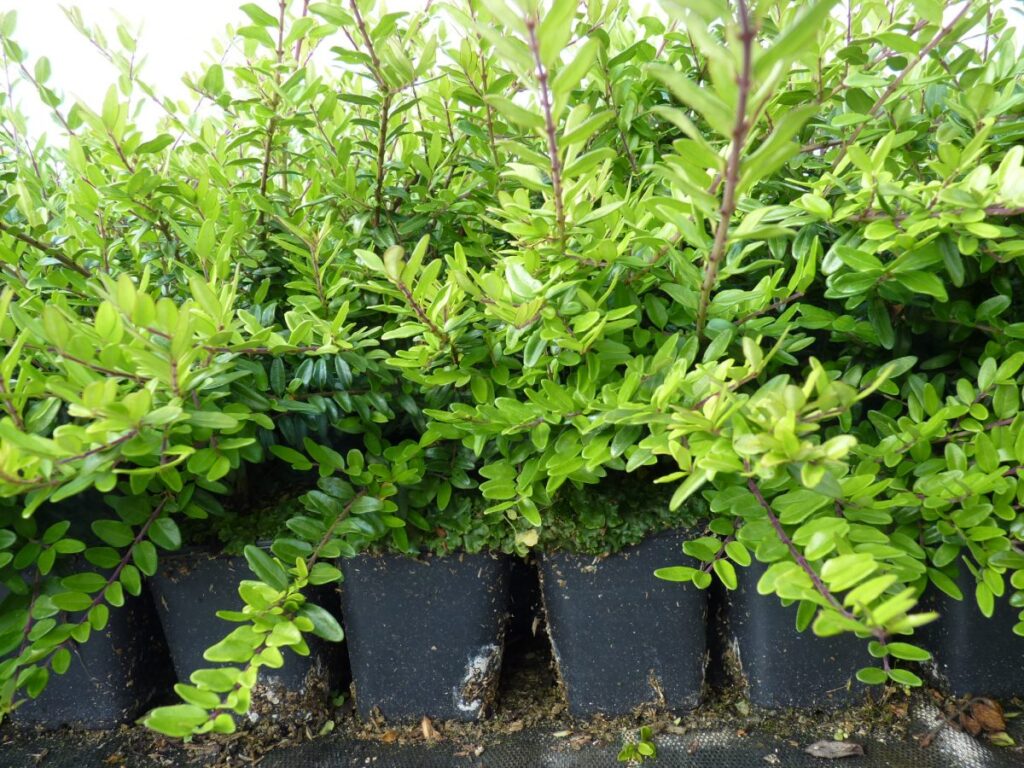 Heckenmyrte 'Elegant' (Lonicera n. 'Elegant') Bodendecker günstig kaufen