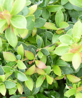 Buxusblättrige Berberitze (Berberis buxifolia Nana)